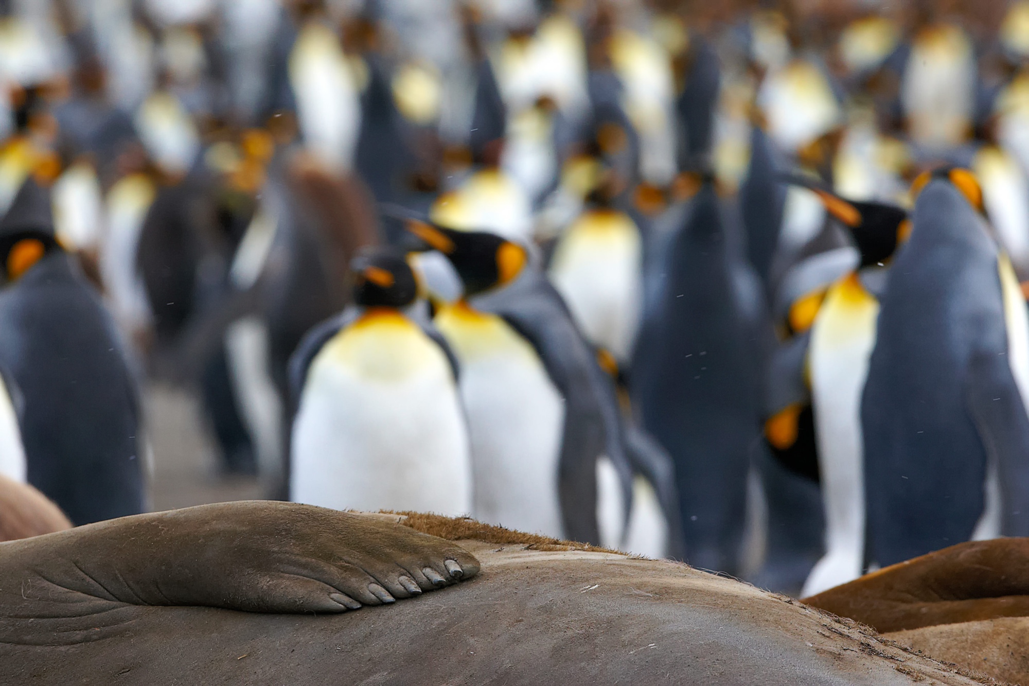 Seeelefanten, St. Andrews Bay